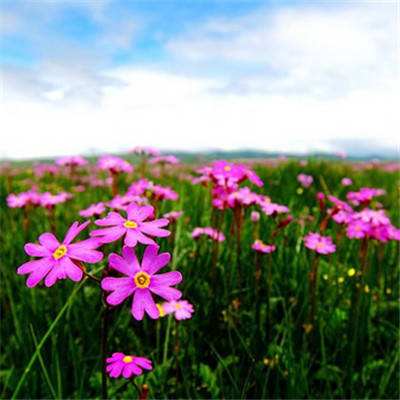 博鱼APP官方网站